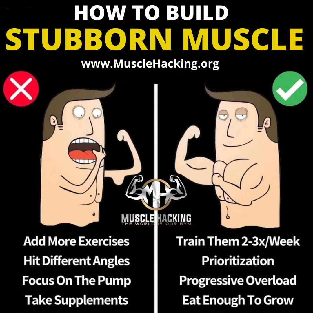 How To Build Stubborn Muscle